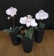 �ѥե����ڥǥ���� ��ˡ���( Paph.Monique ) ���Τߡ��ֲ��դ������ֳ�