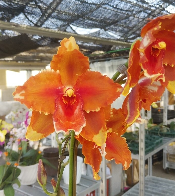 �������ڥ���󥸥��󥻥åȡ��ġ����ֳ� �������֤�ǳ����ͼ�Ǥ��Τ褦��̣�襤����¤�����󥸿�����ħ