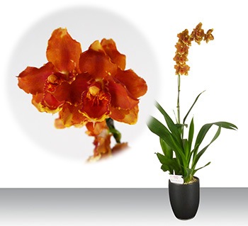 �������ڥ���󥸥��󥻥åȡ��ġ����ֳ� �������֤�ǳ����ͼ�Ǥ��Τ褦��̣�襤����¤�����󥸿�����ħ