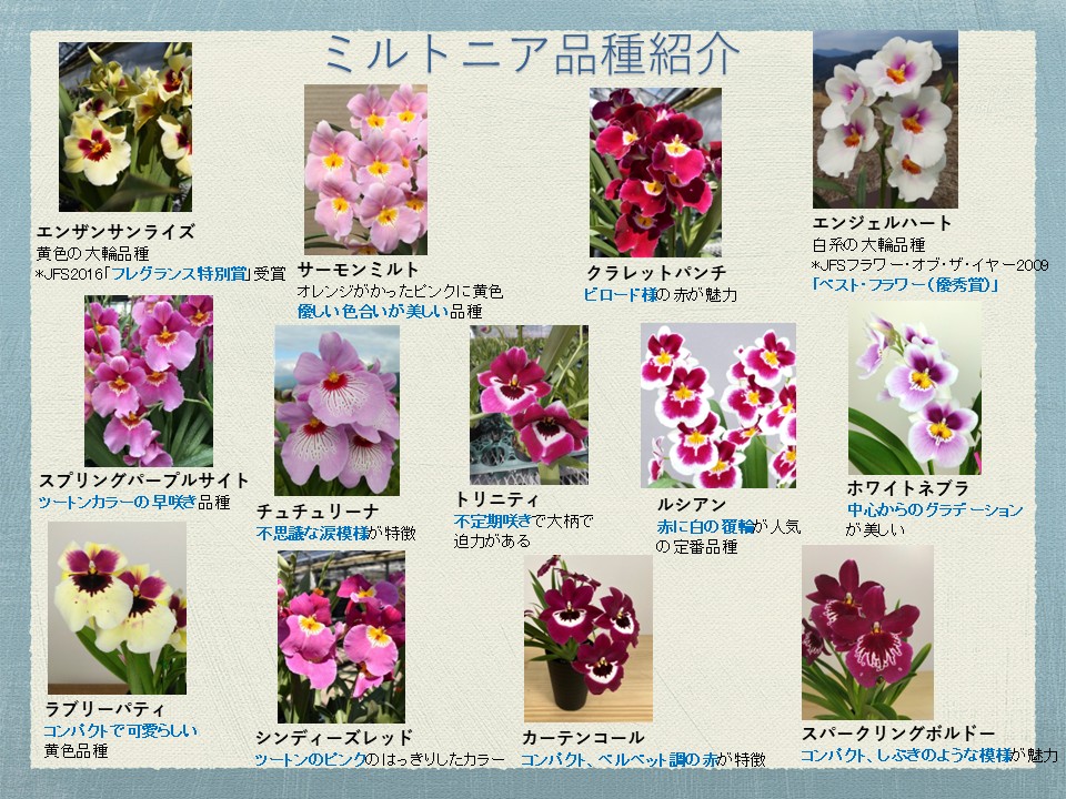 �ߥ�ȥ˥� ��11�ʼ���ġ��ֲ��ա����ֳ���