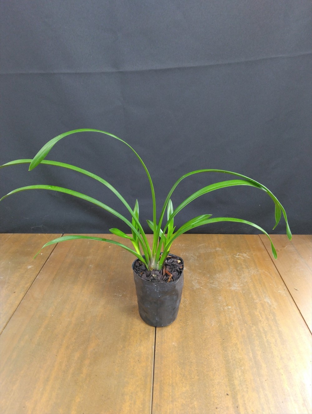 Cym.Kusuda Stone 'Gateau Chocolat' 3��ݥå���