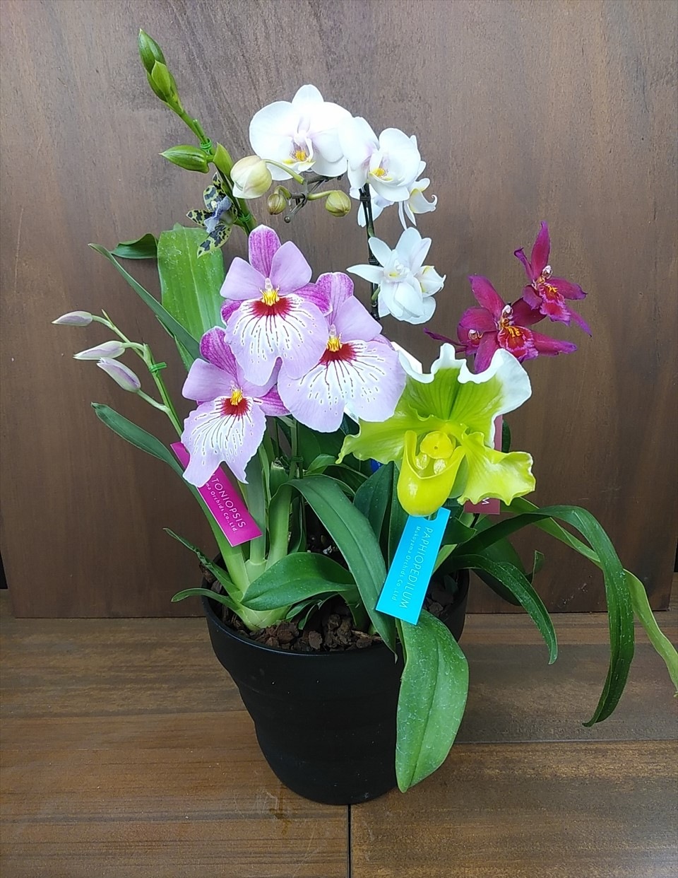 ���ߥå������֥饰���奢�꡼��7�沽��ȭ�󿢤�5�ܰʾ� �ܤ��������ǤĤ��륪��꡼��󥢥�� 〜����󥯾��£��ʪ〜