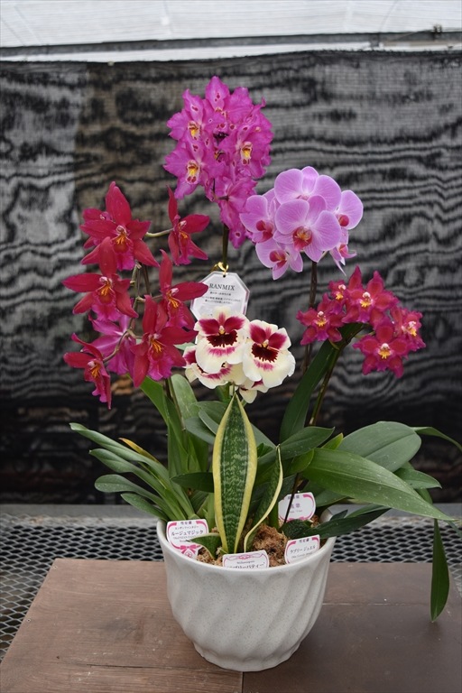 ���ߥå������֥饰���奢�꡼��7�沽��ȭ�󿢤�5�ܰʾ� �ܤ��������ǤĤ��륪��꡼��󥢥�� 〜����󥯾��£��ʪ〜