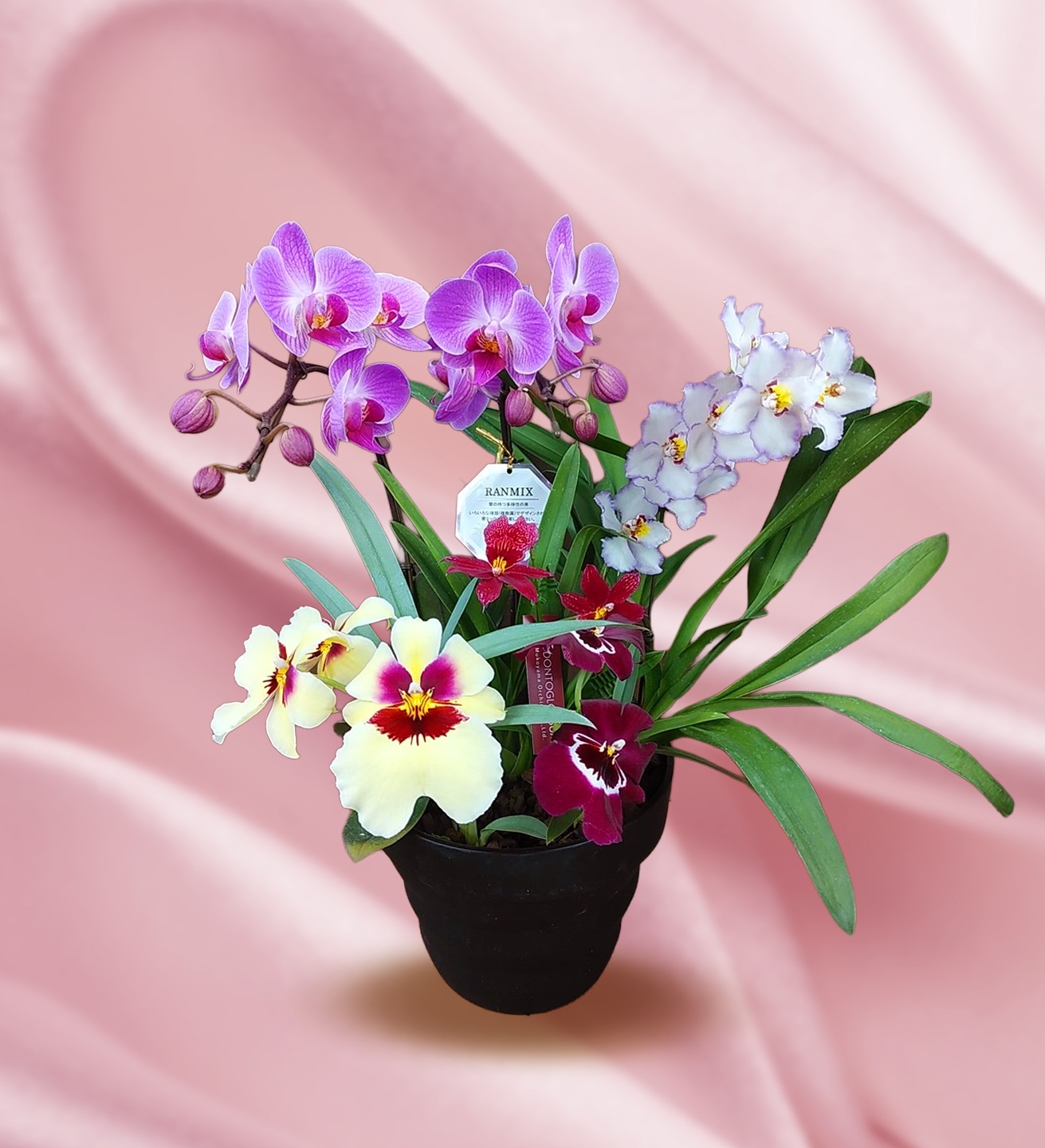 ���ߥå������֥饰���奢�꡼��7�沽��ȭ�󿢤�5�ܰʾ� �ܤ��������ǤĤ��륪��꡼��󥢥�� 〜����󥯾��£��ʪ〜