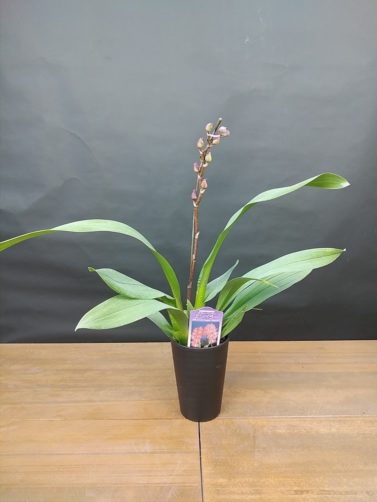 �������ڥϥåԡ������ǥ��󥰡��ġ��ֲ������ȭ �������֤��������ǥץ�äȤ����ݤ��Х�֤�İ��餷����