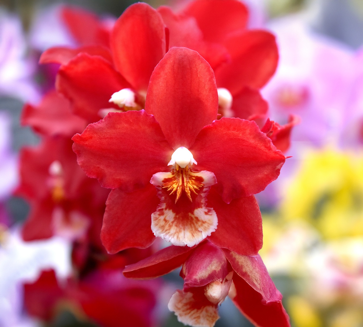 �������ڥϥåԡ������ǥ��󥰡��ġ��ֲ������ȭ �������֤��������ǥץ�äȤ����ݤ��Х�֤�İ��餷����