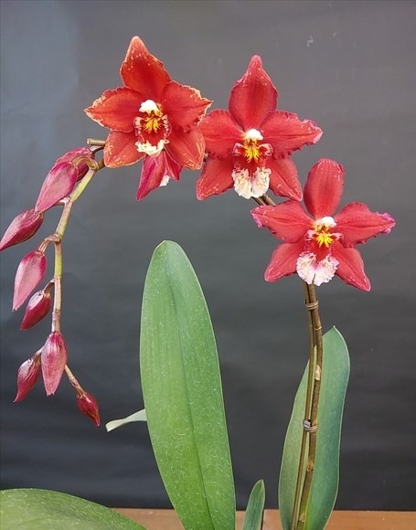 �������ڥϥåԡ������ǥ��󥰡��ġ��ֲ������ȭ �������֤��������ǥץ�äȤ����ݤ��Х�֤�İ��餷����