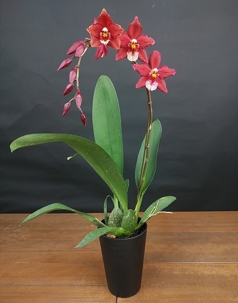 �������ڥϥåԡ������ǥ��󥰡��ġ��ֲ������ȭ �������֤��������ǥץ�äȤ����ݤ��Х�֤�İ��餷����