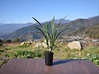 ���������Ÿ���޳�������3��ݥå��ġڰ��աä����褦�ۤȤƤ��ɤ����