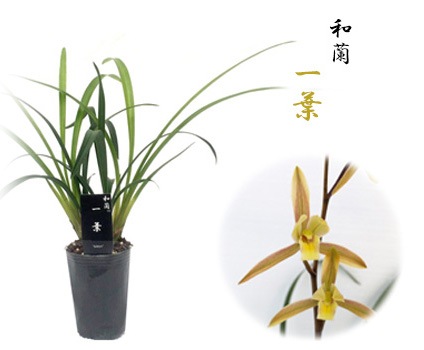 ���������Ÿ���޳�������3��ݥå��ġڰ��աä����褦�ۤȤƤ��ɤ����