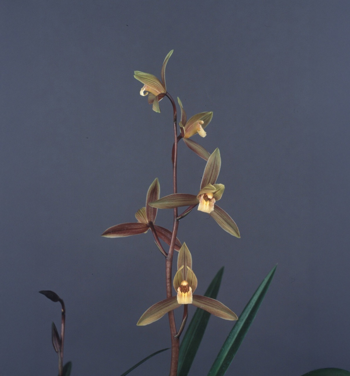 ���������Ÿ���޳�������3��ݥå��ġڰ��աä����褦�ۤȤƤ��ɤ����