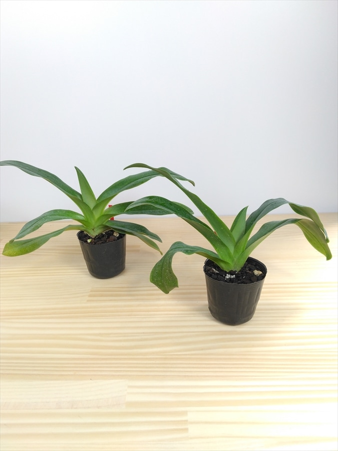 FARM BASE ONLINE SHOP｜洋らん・和らん・苗・資材のギフト・直売