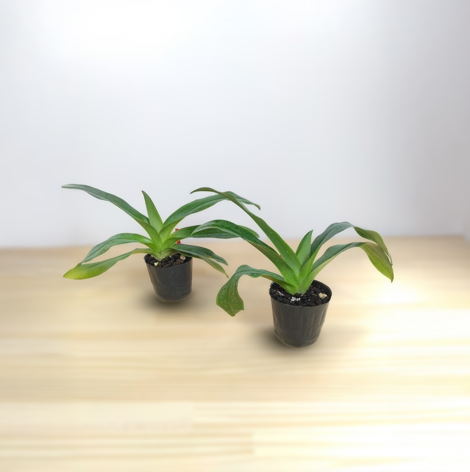 �ѥե����ڥǥ���� �ߥ� ��֥꡼�ޥåס�Paph. Miya Lovely Map�գ�����