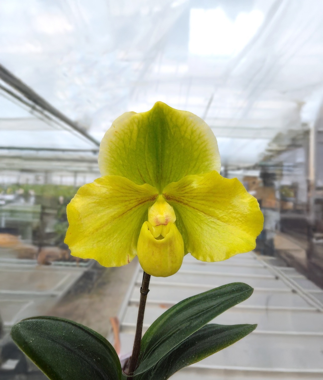 �ѥե����ڥǥ���� �ߥ� ��֥꡼�ޥåס�Paph. Miya Lovely Map�գ�����