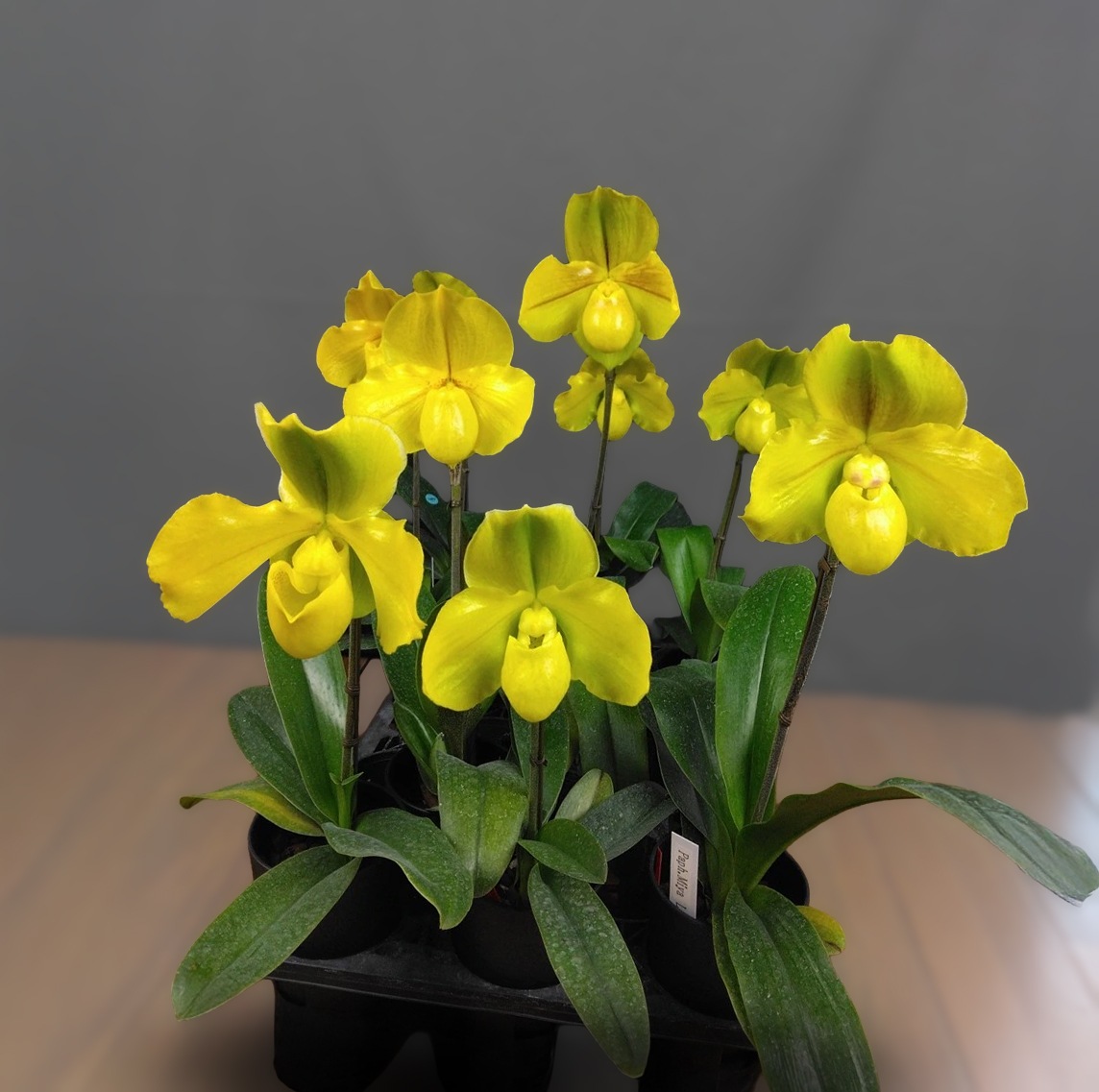 �ѥե����ڥǥ���� �ߥ� ��֥꡼�ޥåס�Paph. Miya Lovely Map�գ�����