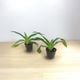 �ѥե����ڥǥ���� �ߥ� ��֥꡼�ޥåס�Paph. Miya Lovely Map�գ�����