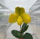 �ѥե����ڥǥ���� �ߥ� ��֥꡼�ޥåס�Paph. Miya Lovely Map�գ�����