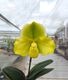 �ѥե����ڥǥ���� �ߥ� ��֥꡼�ޥåס�Paph. Miya Lovely Map�գ�����