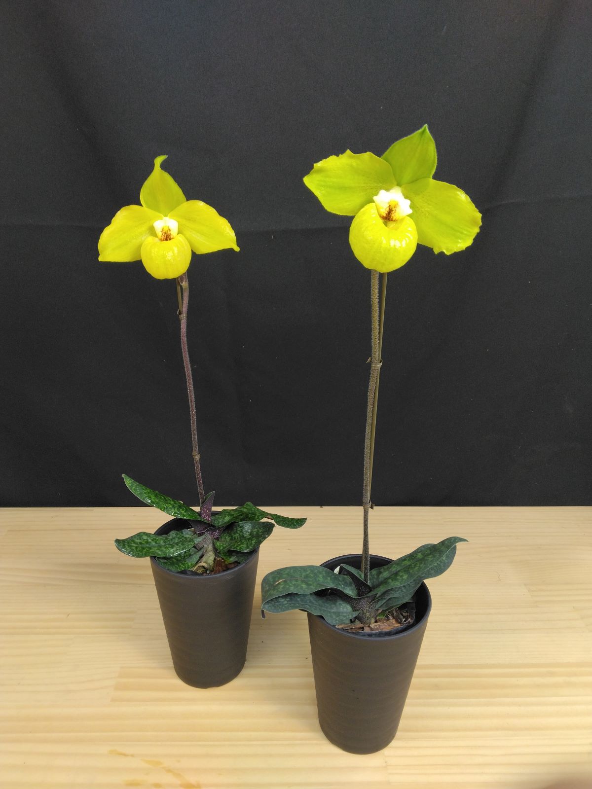 洋蘭 パフィオ 原種 Paph liemianum SM兄弟株 2株セット 洋蘭 パフィオ 原種 Paph liemianum SM兄弟株 ② 今シーズンラスト！ 6株入