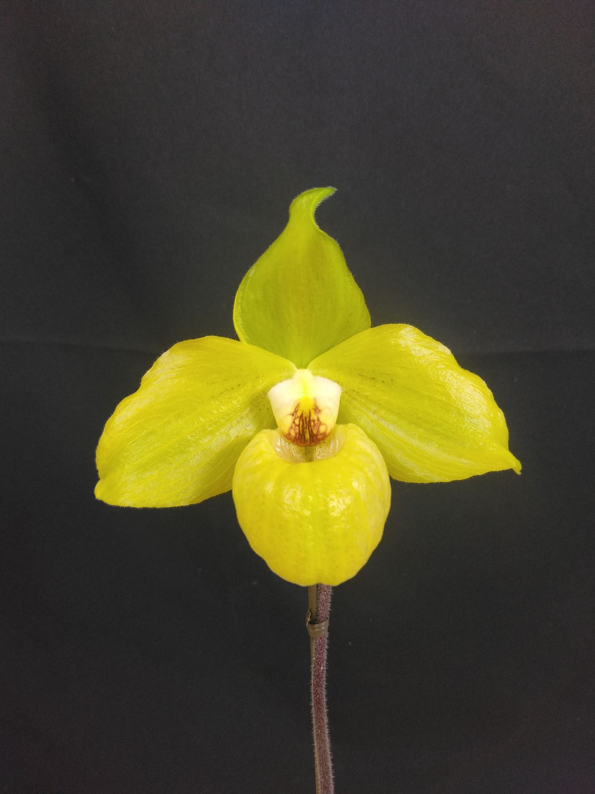 �ѥե����ڥǥ���ࡡ�Υ�ȥϥ������Paph. Norito Hasegawa�� �ֲ��դ������ֳ�