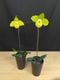 �ѥե����ڥǥ���ࡡ�Υ�ȥϥ������Paph. Norito Hasegawa�� �ֲ��դ������ֳ�