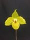 �ѥե����ڥǥ���ࡡ�Υ�ȥϥ������Paph. Norito Hasegawa�� �ֲ��դ������ֳ�