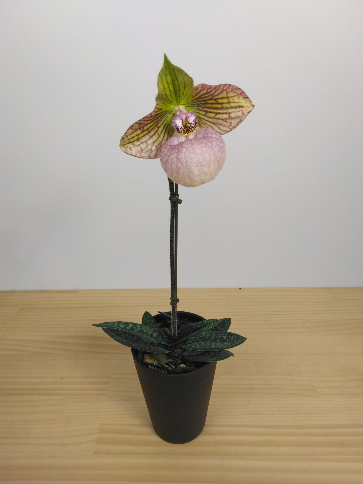 �ѥե����ڥǥ���ࡡ�ե��ʥƥ������Paph. Fanaticum�� �ֲ��դ������ֳ�