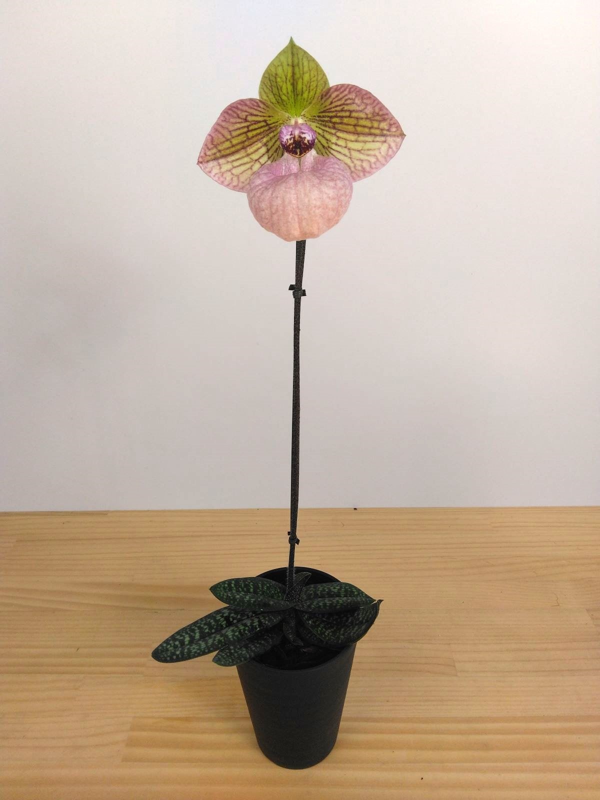 �ѥե����ڥǥ���ࡡ�ե��ʥƥ������Paph. Fanaticum�� �ֲ��դ������ֳ�