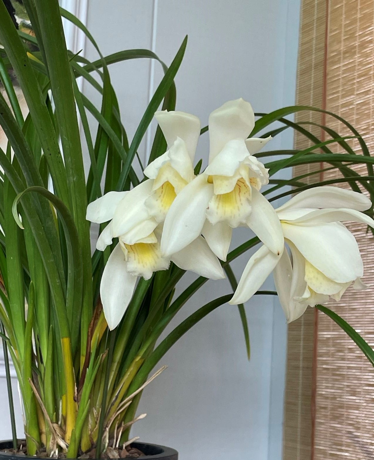 ����ӥ����� Cym. wenshanense ��Mol Meditation�� 3.5��L�ġ��˴������θ����ꥯ���� ���㥹�ߥ�Τ褦�ʹ��