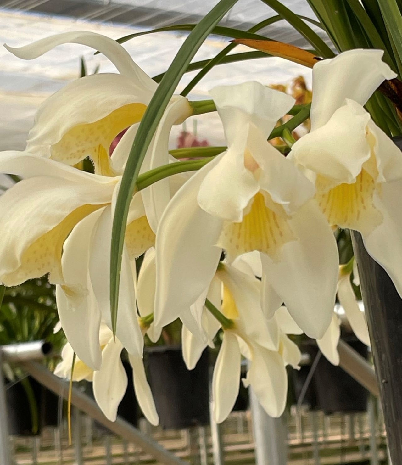 ����ӥ����� Cym. wenshanense ��Mol Meditation�� 3.5��L�ġ��˴������θ����ꥯ���� ���㥹�ߥ�Τ褦�ʹ��