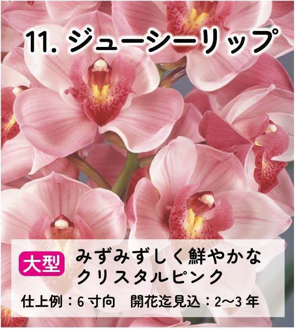 ��2025ǯ�ߡ���26���फ�餪������1������ġ�����٤륷��ӥ�����3��ݥå��� ��ñ�������