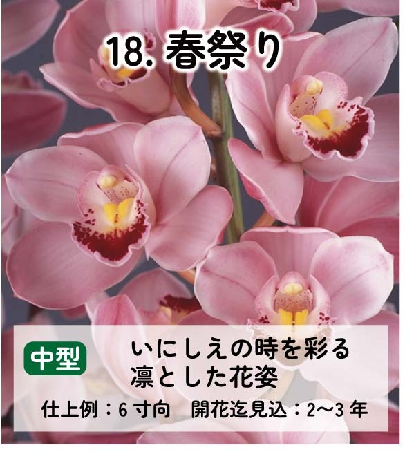 ��2025ǯ�ߡ���26���फ�餪������1������ġ�����٤륷��ӥ�����3��ݥå��� ��ñ�������