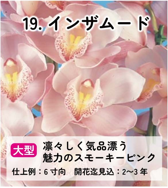 ��2025ǯ�ߡ���26���फ�餪������1������ġ�����٤륷��ӥ�����3��ݥå��� ��ñ�������