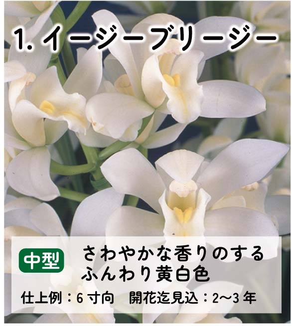 ��2025ǯ�ߡ���26���फ�餪������1������ġ�����٤륷��ӥ�����3��ݥå��� ��ñ�������