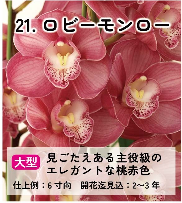 ��2025ǯ�ߡ���26���फ�餪������1������ġ�����٤륷��ӥ�����3��ݥå��� ��ñ�������