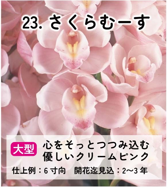 ��2025ǯ�ߡ���26���फ�餪������1������ġ�����٤륷��ӥ�����3��ݥå��� ��ñ�������