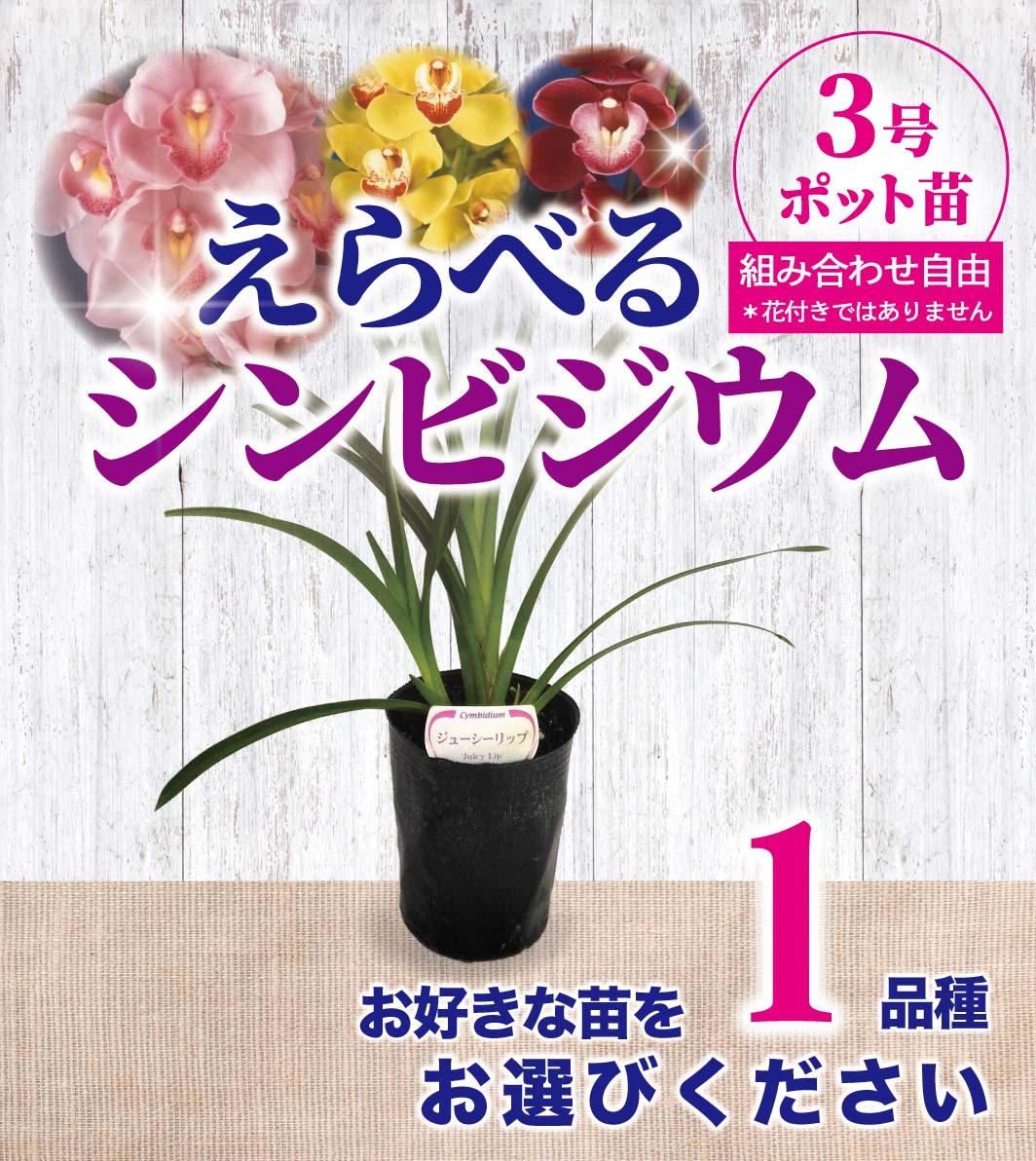FARM BASE ONLINE SHOP｜洋らん・和らん・苗・資材のギフト・直売