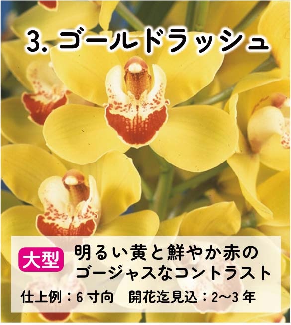 ��2025ǯ�ߡ���26���फ�餪������1������ġ�����٤륷��ӥ�����3��ݥå��� ��ñ�������