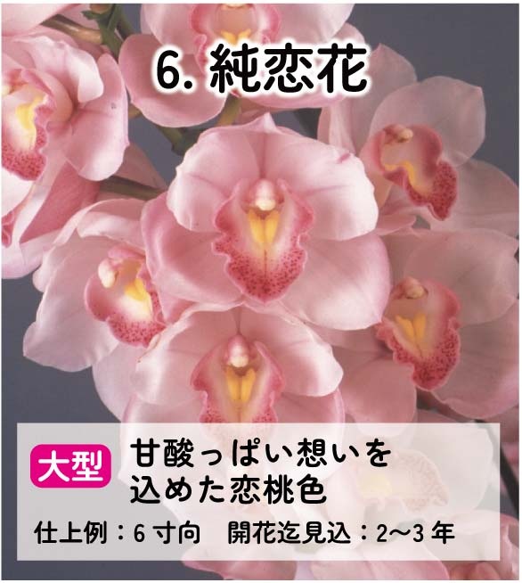 ��2025ǯ�ߡ���26���फ�餪������1������ġ�����٤륷��ӥ�����3��ݥå��� ��ñ�������