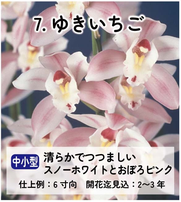 ��2025ǯ�ߡ���26���फ�餪������1������ġ�����٤륷��ӥ�����3��ݥå��� ��ñ�������