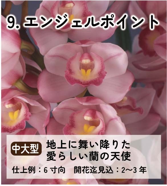 ��2025ǯ�ߡ���26���फ�餪������1������ġ�����٤륷��ӥ�����3��ݥå��� ��ñ�������