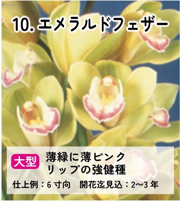 ��2025ǯ�ߡ���26���फ�餪������2������ġ�����٤륷��ӥ�����3��ݥå��ġڤ�����2�����åȡ� 