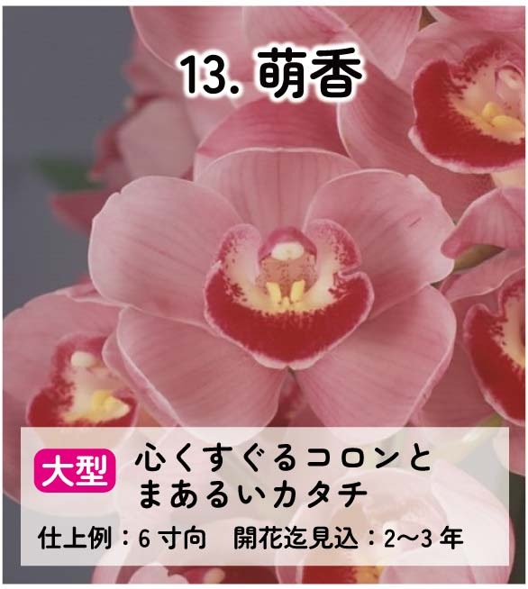 ��2025ǯ�ߡ���26���फ�餪������2������ġ�����٤륷��ӥ�����3��ݥå��ġڤ�����2�����åȡ� 