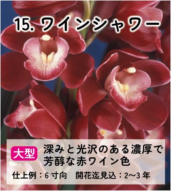 ��2025ǯ�ߡ���26���फ�餪������2������ġ�����٤륷��ӥ�����3��ݥå��ġڤ�����2�����åȡ� 