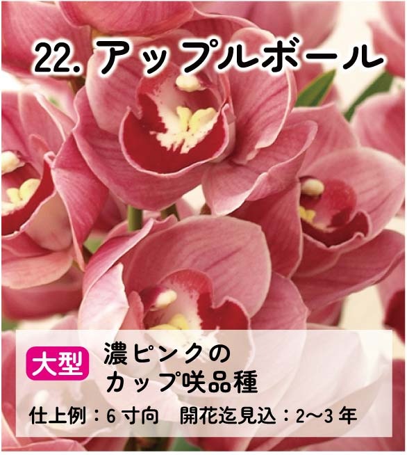 ��2025ǯ�ߡ���26���फ�餪������2������ġ�����٤륷��ӥ�����3��ݥå��ġڤ�����2�����åȡ� 