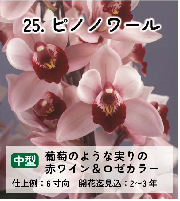 ��2025ǯ�ߡ���26���फ�餪������2������ġ�����٤륷��ӥ�����3��ݥå��ġڤ�����2�����åȡ� 