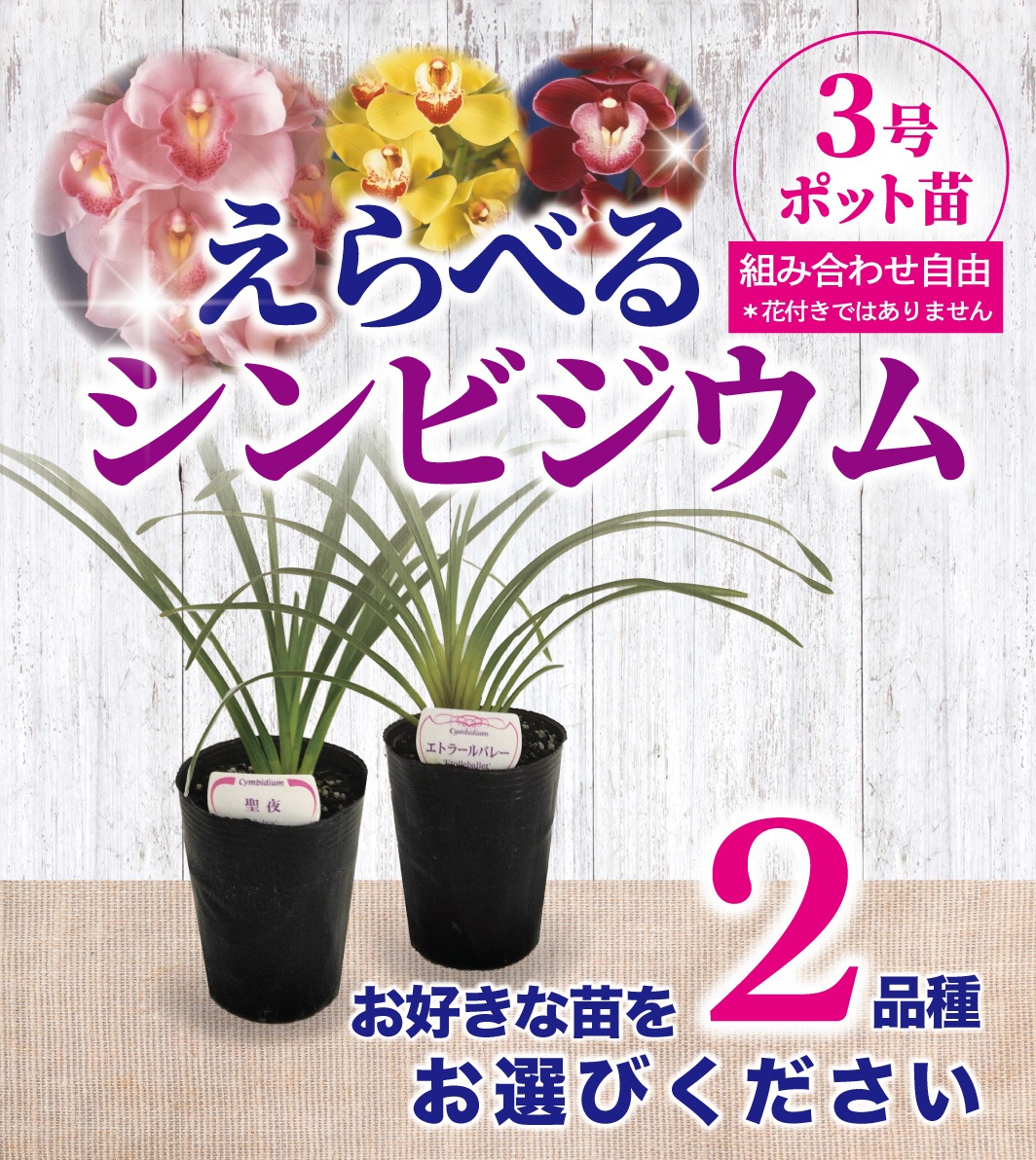 FARM BASE ONLINE SHOP｜洋らん・和らん・苗・資材のギフト・直売