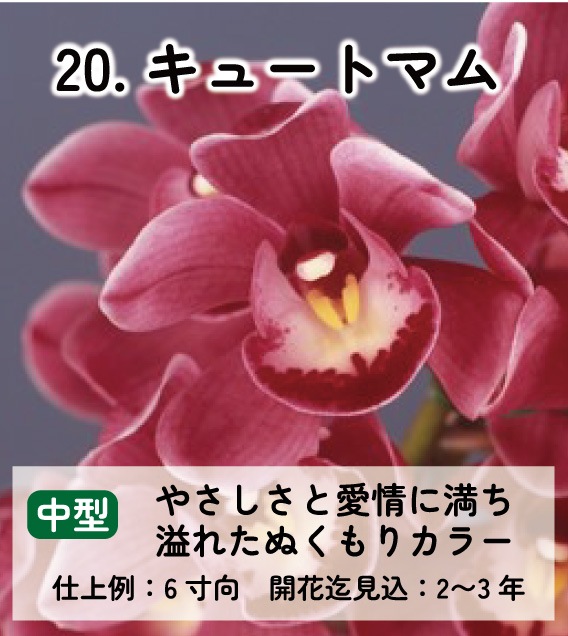 ��2025ǯ�ߡ���26���फ�餪������2������ġ�����٤륷��ӥ�����3��ݥå��ġڤ�����2�����åȡ� 