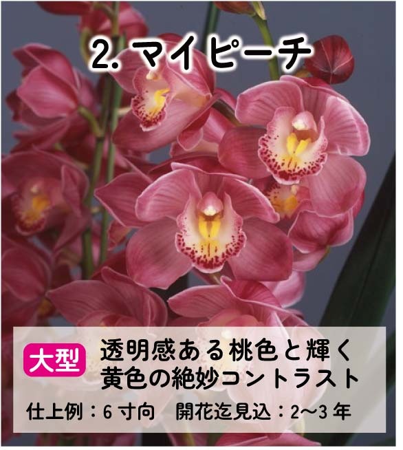 ��2025ǯ�ߡ���26���फ�餪������2������ġ�����٤륷��ӥ�����3��ݥå��ġڤ�����2�����åȡ� 