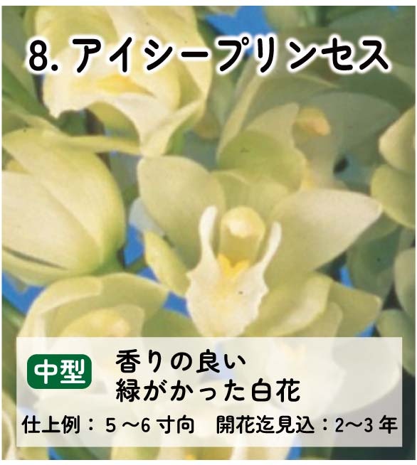 ��2025ǯ�ߡ���26���फ�餪������2������ġ�����٤륷��ӥ�����3��ݥå��ġڤ�����2�����åȡ� 